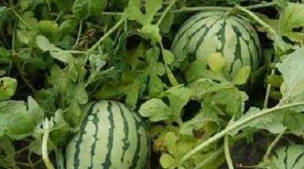 在路边自学吃瓜,一场别开生面的夏日体验